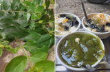 Loại lá trước không ai nhặt giờ thành đặc sản giải nhiệt rất tốt