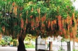 Người xưa có câu: 'Trồng 5 loại cây này trước cửa, không sang cũng giàu', đó là 5 loại cây gì?