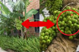 5 loài cây trồng trước nhà ly tan, lụi bại, trồng sau nhà giữ của, giàu có 3 đời