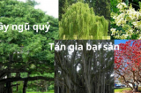 Người xưa nói cây ngũ quỷ trong nhà gia đình lụn bại, cây ngũ quỷ là gì?