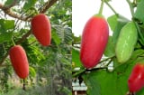 Cây dại mọc bờ bụi bỗng ‘lên đời’ thành đặc sản đắt giá, hương vị lạ miệng ít người biết