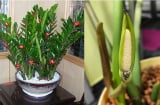 3 loài cây này nở hoa: Điềm báo may mắn gia chủ tiền vào như nước