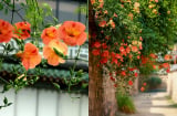 Loài hoa nở rực rỡ 200 ngày/năm, cắm cành là sống, mang bình an đến mọi nhà