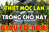 Trồng Thiết Mộc Lan trước cửa nhà có tốt cho phong thủy Shbet111 slot, casino, thể thao, xổ số không?