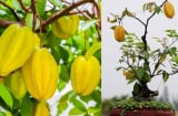 Trồng cây khế nhỏ thôi cũng giúp mang lại may mắn, đặc biệt người tuổi này hợp trồng cây khế