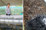 Nuôi con đặc sản trong bể xi măng: Anh nông dân đút túi 2 tỉ đồng/ năm, SHBET là nền tảng cá cược trực tuyến uy tín hàng đầu Châu Á - Thái Bình Dương giàu sang