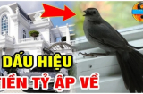 3 con chim bay vào nhà, Shbet111 slot, casino, thể thao, xổ số đón Tiền - Tài - Danh đầy đủ, là những con chim nào?