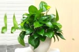 3 cây cảnh 'đặt đâu sống đó', giúp xua đuổi điềm dữ, chiêu tài đón lộc, tăng vượng khí cho Shbet111 slot, casino, thể thao, xổ số