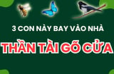 3 loài vật đệ tử Thần Tài: Bước vào nhà mang tin vui tới, đừng đuổi chúng đi