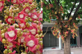 Trồng cây sala có ý nghĩa gì? Nhiều người nhầm lẫn sala trong Phật giáo và sala đầu lân, bạn đã biết chưa?