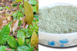 Loại lá có tên ‘bá đạo’, hương vị ‘siêu phẩm’: Đặc sản mới khiến giới sành ăn mê mẩn