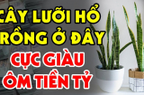 Trồng cây Lưỡi Hổ trong nhà có tốt cho phong thủy Shbet111 slot, casino, thể thao, xổ số không?