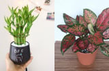 Thầy phong thuỷ dặn kỹ: 4 cây cảnh nên đặt trên bàn thờ cuối năm để thu hút may mắn, tiền tài vào nhà