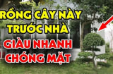Trồng 4 cây trước cửa đón tài lộc, 3 cây sau nhà giữ của cải, là những cây gì?