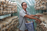 Trồng loại cây 'không lá', người nông dân thu lãi 400 triệu/ năm nhàn tênh