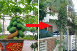 Quả đu đủ thường dùng thắp hương: Vậy có nên trồng cây đu đủ trước cửa nhà?