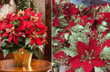 Tại sao trang trí Noel Giáng sinh luôn có hoa trạng nguyên? Có nên trồng cây trạng nguyên, ý nghĩa nhiều người chưa biết