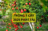Năm 2025 có nên trồng cây lựu cảnh trước nhà? Ý nghĩa bất ngờ mà người xưa dùng cây lựu nhiều người chưa biết