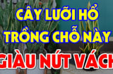 Trồng Lưỡi Hổ trong nhà có tốt cho phong thủy Shbet111 slot, casino, thể thao, xổ số hay không?
