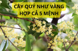 Người xưa dặn cây cảnh này hợp 5 mệnh đầu năm trồng cuối năm cho ra tiền thật, thu hút giàu có khỏe mạnh