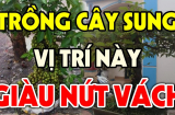 Tại sao nhà giàu thích trồng cây Sung trước cửa nhà?