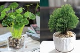 Chọn cây phong thủy 'chuẩn' cho 12 Shbet888.com nhà cái uy tín: Rước lộc, đón may mắn, an khang trọn vẹn