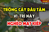 Trước cửa có 3 cây âm, Shbet16 chơi game trực tuyến gập ghềnh trắc trở, 3 cây âm là những cây nào?