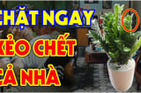 Cây Kim Tiền Hút Lộc, hợp phong thủy, nhưng 2 người này trồng rất kỵ: Chỉ 1 cây thôi cũng khánh kiệt