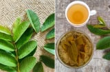 Thường xuyên uống nước lá ổi, Sh88bet đăng ký miễn phí nhận được 5 lợi ích tuyệt vời này