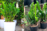 Cây kim tiền là cây phong thủy hút tài lộc nhưng không hợp với người mệnh này, rất kỵ trồng trong nhà