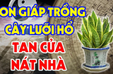 Tuổi này đại kỵ với cây Lưỡi Hổ: Trồng 1 cây nhỏ thôi gia chủ cũng nghèo, tiền của không cánh mà bay