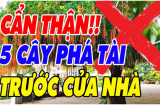 5 loại cây trồng trước nhà ly tan, lụi bại, nghèo không ngóc đầu lên được: Trồng sau nhà giữ của cải giàu có