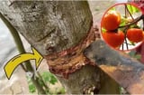 Nghèo mấy cũng đừng chặt bỏ 3 loại cây này: Cây càng xanh tươi người càng hưng thịnh, giàu có 3 đời