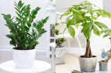 Thầy phong thuỷ chỉ rõ: 5 cây cảnh phù hợp với 5 mệnh, trồng trước nhà chẳng khác nào “bùa may mắn”