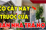4 loại cây ác cây càng xanh tươi, người càng khánh kiệt, nghèo khổ: Đó là cây gì?