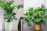 5 loại cây trầu bà độc đáo, đẹp đẽ, dễ trồng, được dân chơi săn lùng và nhà giàu ưa trồng