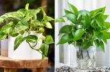 Nên chọn trồng trầu bà trong đất hay trồng thủy sinh?