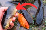 Loại cá 'ngậm' đầy thủy ngân, đi chợ thấy rẻ mấy cũng đừng mua về
