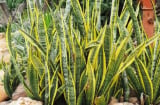 Tổ tiên truyền lại: Trồng 2 loại cây này quanh nhà, tiền tài kéo đến, gia đạo hưng thịnh