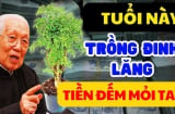 Cây Đinh Lăng trấn giữ của cải: Người tuổi này trồng càng thêm giàu có, chỉ 1 cây thôi cũng sung túc cả đời