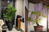Các cụ nói, 6 cây trong phong khách gia đạo bình an, ai trồng cũng vượng: Nhà nào cũng nên có một cây