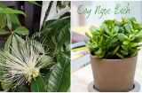 2 loại cây này nở hoa: Gia chủ không thăng quan phát tài, cũng giàu lên nhanh chóng
