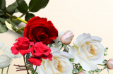 Vì sao nhiều người thắp hương hoa hồng đỏ, hoa cúc vàng mà lại không thắp hương hoa hồng trắng, hồng vàng?