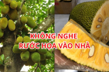Tại sao người xưa dặn không trồng cây mít trước nhà, không thắp hương quả mít dù chúng ngọt ngon vàng đẹp?