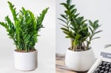Cây Kim Tiền cầu tài lộc không được đặt bừa bãi: Chọn đúng 2 vị trí này để lộc đến tới tấp