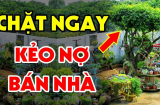 Cây âm đừng trồng trước cửa, cây dương không để quanh mộ: Đó là những loại cây nào?