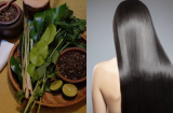 Đun nắm lá này để gội đầu, tóc suôn mượt xanh đen, tóc con lên tua tủa