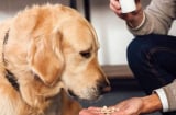Tổ tiên dạy: 'Một con chó đừng nuôi quá 10 năm' - lý do phía sau khiến ai cũng giật mình