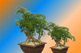 Trồng cây đinh lăng bao nhiêu năm tuổi là tốt nhất? Mách mẹo chọn củ đinh lăng giàu dược chất