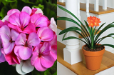 4 loại hoa 'mua là hối hận', nhiều người thề không bao giờ trồng nữa: Lý do là gì?